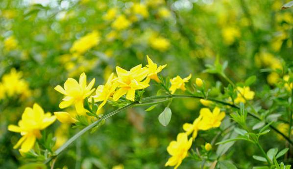 幾種花別再花錢買了「折個枝插土就能活」一點也不難