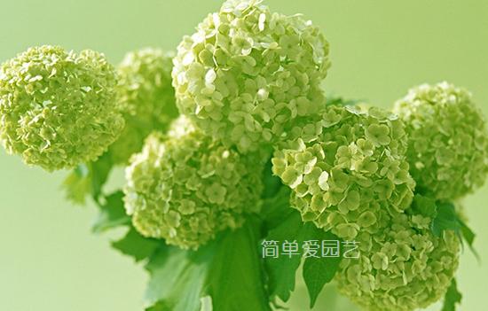 幾種花別再花錢買了「折個枝插土就能活」一點也不難