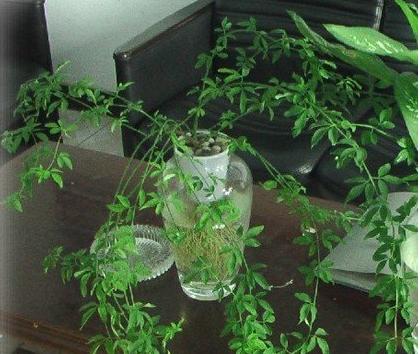 幾種花別再花錢買了「折個枝插土就能活」一點也不難