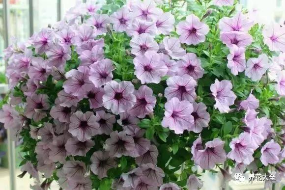 幾種花別再花錢買了「折個枝插土就能活」一點也不難
