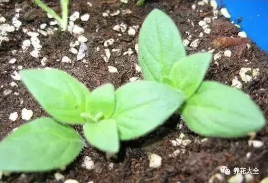 幾種花別再花錢買了「折個枝插土就能活」一點也不難