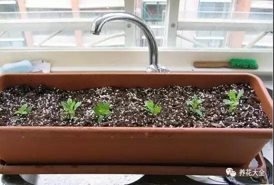 幾種花別再花錢買了「折個枝插土就能活」一點也不難