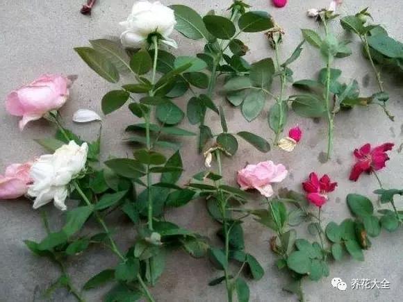 幾種花別再花錢買了「折個枝插土就能活」一點也不難