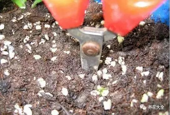 幾種花別再花錢買了「折個枝插土就能活」一點也不難