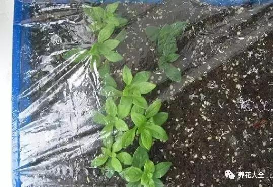幾種花別再花錢買了「折個枝插土就能活」一點也不難