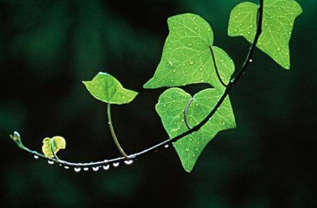 【花卉測驗】你的生日是幾號？來看看你的代表是什麼花，測出你的命運
