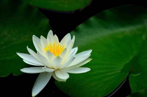 【花卉測驗】你的生日是幾號？來看看你的代表是什麼花，測出你的命運