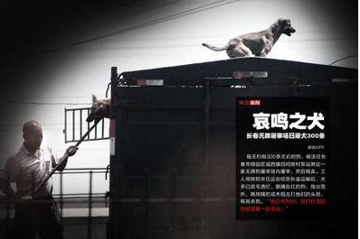 屠宰場大黃狗「鬼哭神嚎」，路過老漢出手相救，5年後回家老漢淚流滿面！