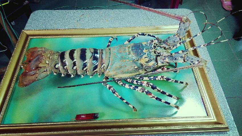 貪心的下場！漁夫釣到「龍蝦之王」價值破450萬　「不放生也不肯賣」5天後讓他付出代價