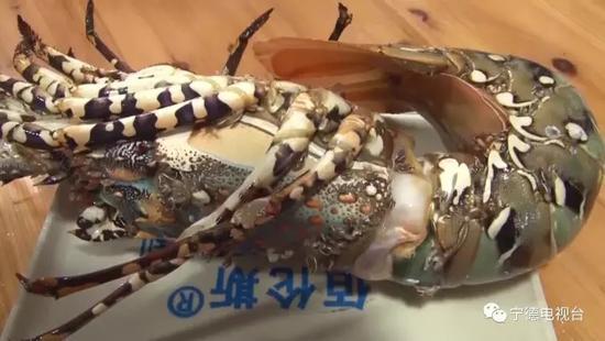 貪心的下場！漁夫釣到「龍蝦之王」價值破450萬　「不放生也不肯賣」5天後讓他付出代價