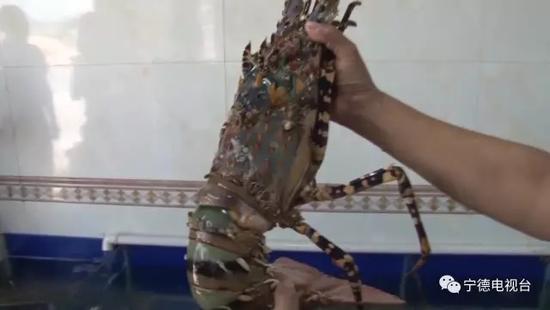 貪心的下場！漁夫釣到「龍蝦之王」價值破450萬　「不放生也不肯賣」5天後讓他付出代價