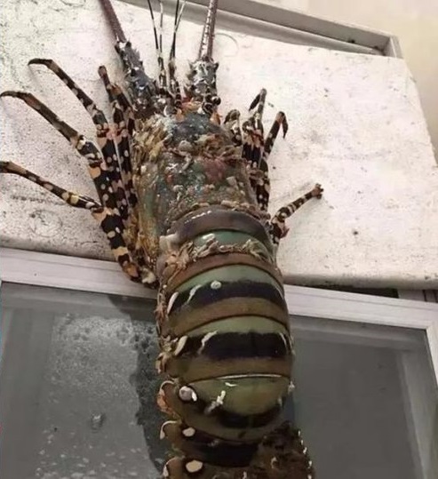 貪心的下場！漁夫釣到「龍蝦之王」價值破450萬　「不放生也不肯賣」5天後讓他付出代價