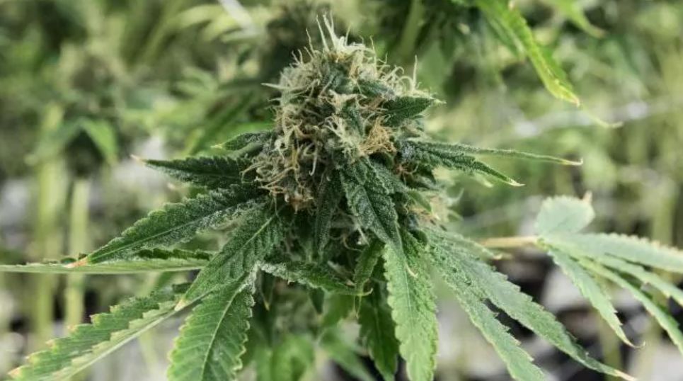 他違法偷種大 麻「天天餵女兒」，當警察找上門「全世界卻跳出來求情」：他是好爸爸！