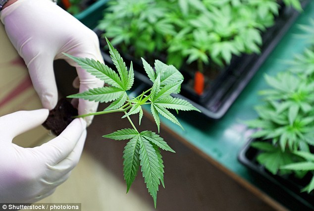 他違法偷種大 麻「天天餵女兒」，當警察找上門「全世界卻跳出來求情」：他是好爸爸！