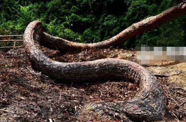 農夫上山砍柴，被前面一個「巨大的身影」嚇到！仔細一看趕緊下山叫人 。