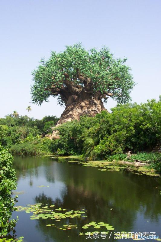 農夫上山砍柴，被前面一個「巨大的身影」嚇到！仔細一看趕緊下山叫人 。