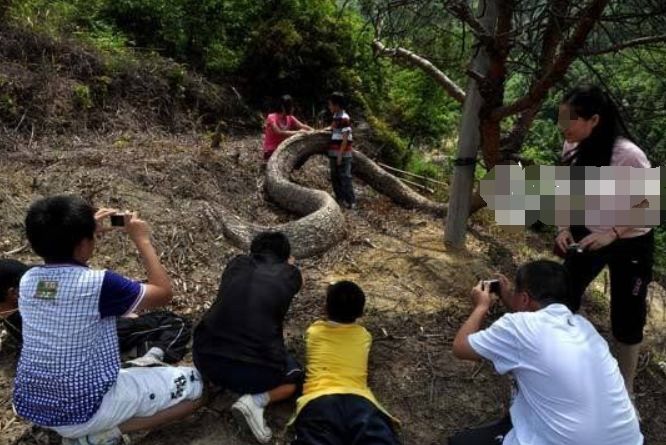 農夫上山砍柴，被前面一個「巨大的身影」嚇到！仔細一看趕緊下山叫人 。