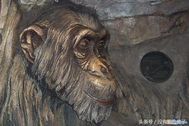 農夫上山砍柴，被前面一個「巨大的身影」嚇到！仔細一看趕緊下山叫人 。