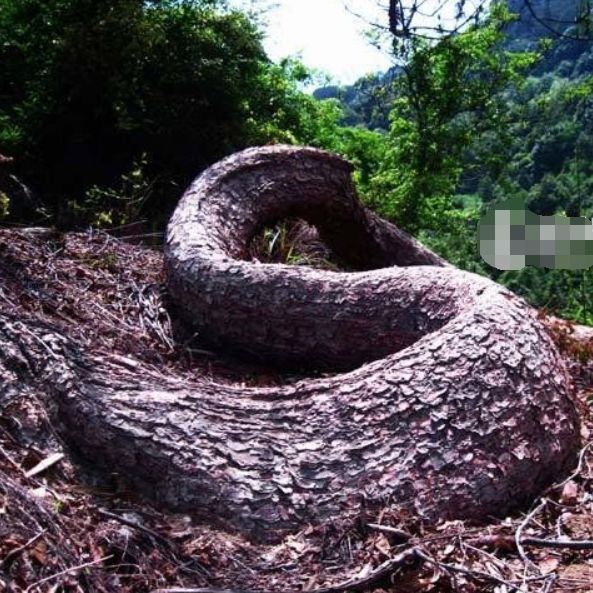 農夫上山砍柴，被前面一個「巨大的身影」嚇到！仔細一看趕緊下山叫人 。