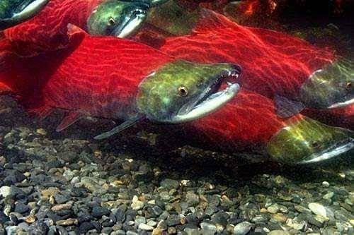 兒子釣到「超罕見大紅魚」開心到處炫耀，父親卻看了嚇得要求「立刻放生」！原來這魚竟是...