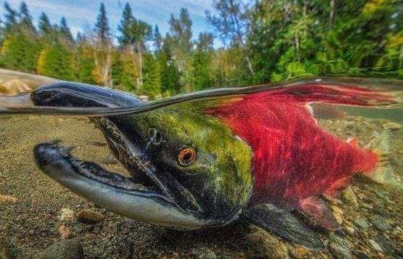 兒子釣到「超罕見大紅魚」開心到處炫耀，父親卻看了嚇得要求「立刻放生」！原來這魚竟是...