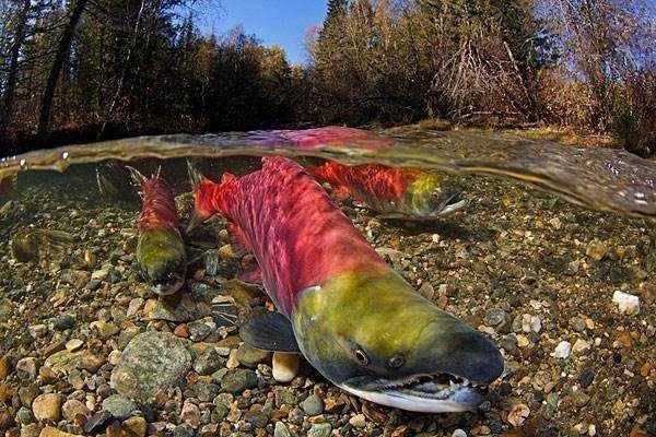 兒子釣到「超罕見大紅魚」開心到處炫耀，父親卻看了嚇得要求「立刻放生」！原來這魚竟是...