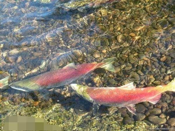 兒子釣到「超罕見大紅魚」開心到處炫耀，父親卻看了嚇得要求「立刻放生」！原來這魚竟是...