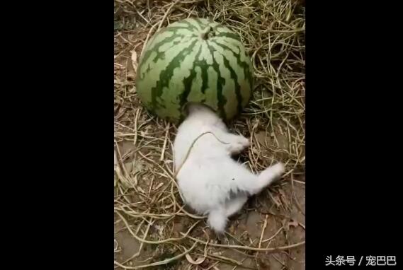 吃貨兔兔「鑽進西瓜」大吃特吃！拿起西瓜「露出幸福小臉」網喊：會被人拐走啦！