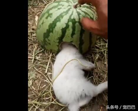 吃貨兔兔「鑽進西瓜」大吃特吃！拿起西瓜「露出幸福小臉」網喊：會被人拐走啦！