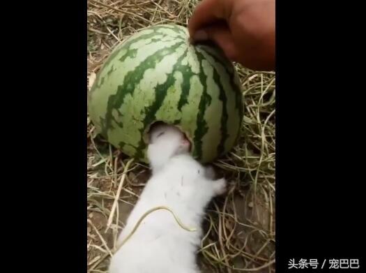 吃貨兔兔「鑽進西瓜」大吃特吃！拿起西瓜「露出幸福小臉」網喊：會被人拐走啦！