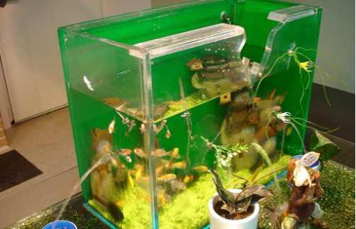 海邊釣魚釣到一尾「超奇特龍蝦」決定帶回家養，結果隔天他後悔了：早知道把牠吃掉就沒事了