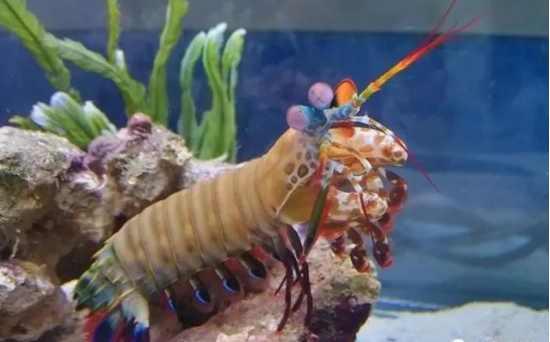 海邊釣魚釣到一尾「超奇特龍蝦」決定帶回家養，結果隔天他後悔了：早知道把牠吃掉就沒事了