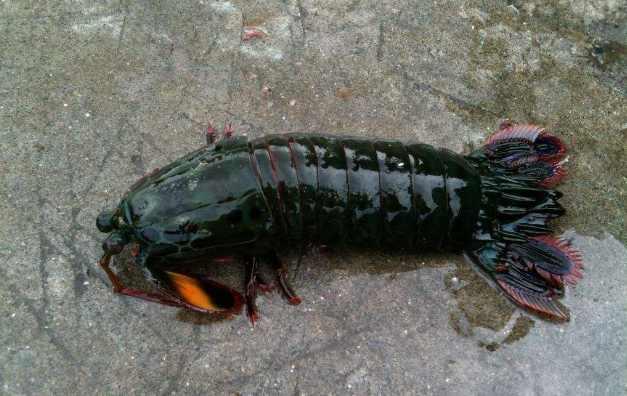 海邊釣魚釣到一尾「超奇特龍蝦」決定帶回家養，結果隔天他後悔了：早知道把牠吃掉就沒事了