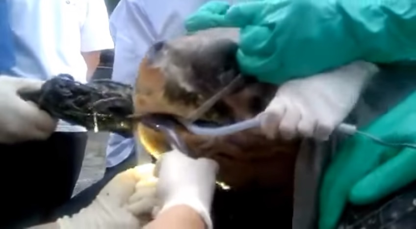 海龜忍著痛「嘴巴被撬開」！救援志工用力拉出一大條...網友心痛：都是人類害了牠QQ