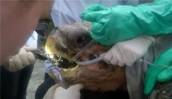 海龜忍著痛「嘴巴被撬開」！救援志工用力拉出一大條...網友心痛：都是人類害了牠QQ