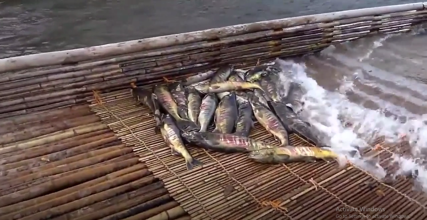 日本人靠「神奇漁網」捕魚超輕鬆！一放下去「魚自動游過來...」最後成果十分驚人！