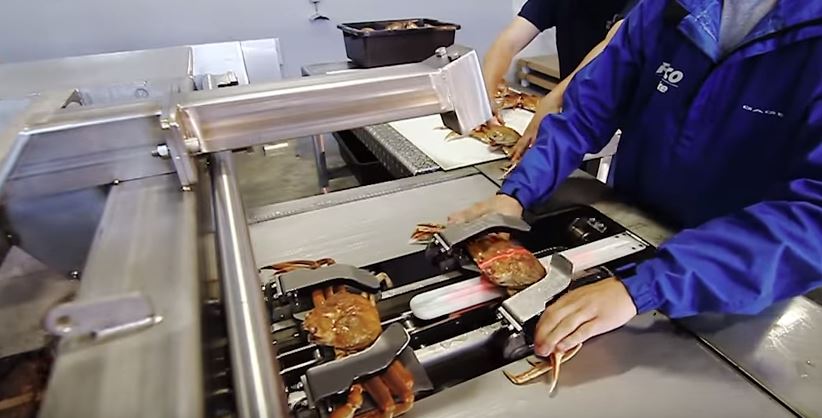 蟹肉這樣來的！機器自動化「快手剝蟹殼」超火速，網友狂流口水：「蟹黃炸出來了！」