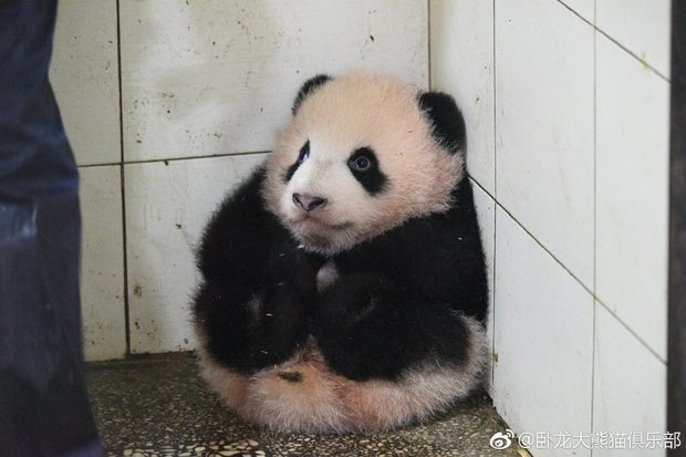我等hen久餒～熊貓寶寶妨礙打掃被「抱到角落坐等」　掃好後還要阿姨「親自抱回去」！