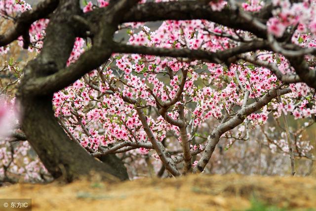 老人收留啞女20年還拾荒供她讀大學，去世時女孩卻非要「揭開他棺材」，一開棺眾人都怒了！