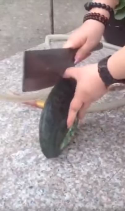 她劈開「超巨大蛤蜊」準備享用　用力一掰「鮮嫩肥肉裡還有大驚喜」嗨翻：發財了～