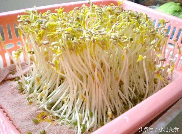 市售「豆芽菜」買得不安心？自己在家就能種，想吃隨手能抓一大把！