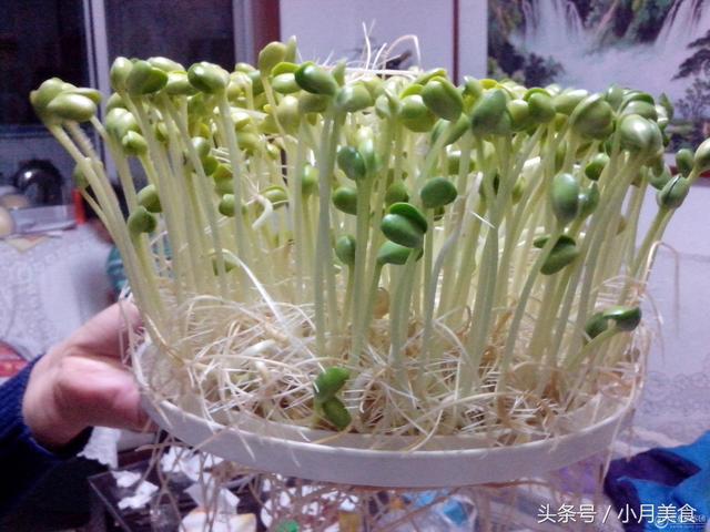 市售「豆芽菜」買得不安心？自己在家就能種，想吃隨手能抓一大把！