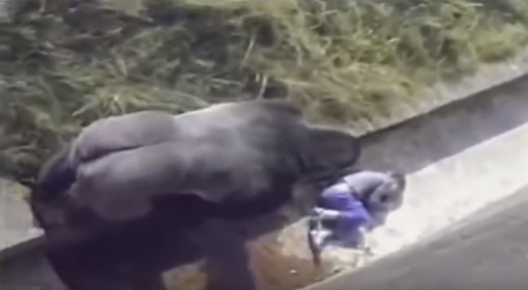 小男孩「不小心掉進黑猩猩園」大家都心想：死定了...但大猩猩「走過來後的舉動」震撼全球！
