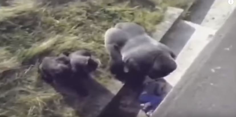 小男孩「不小心掉進黑猩猩園」大家都心想：死定了...但大猩猩「走過來後的舉動」震撼全球！