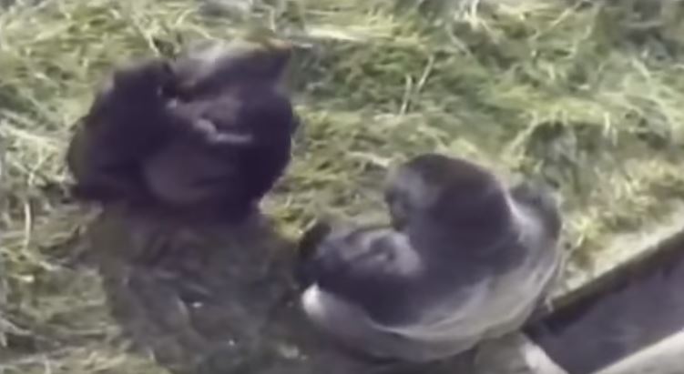 小男孩「不小心掉進黑猩猩園」大家都心想：死定了...但大猩猩「走過來後的舉動」震撼全球！