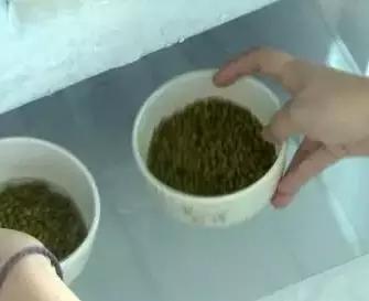 教你3分鐘把「綠豆煮開花」，自己在家就能煮出「綠豆湯」好喝又消暑！