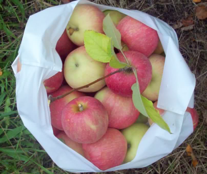 婚前初次去婆家，婆婆卻給我吃「有蟲的蘋果」，最後父母「聘金一分錢也沒要」就讓我嫁了！