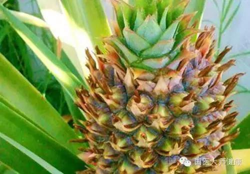 當你切鳳梨時「千萬記得不要把頂花丟掉」！90%的人不知道它的超神奇的用途