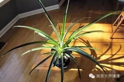 當你切鳳梨時「千萬記得不要把頂花丟掉」！90%的人不知道它的超神奇的用途