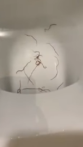 上廁所驚見「馬桶有扭曲異形」倒鹽酸消不掉！她上網求助網友說出真相「竟跟鄰居有關」